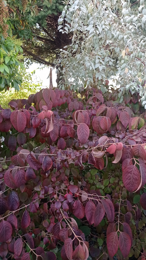 Kolory jesieni dają w ogrodzie piekna