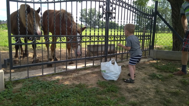Leoś lubi dokarmiać wujkowe koniki.