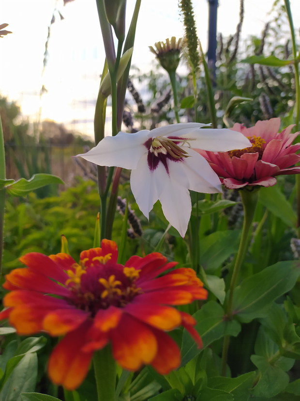 Mieczyk abisyński w towarzystwie cynii