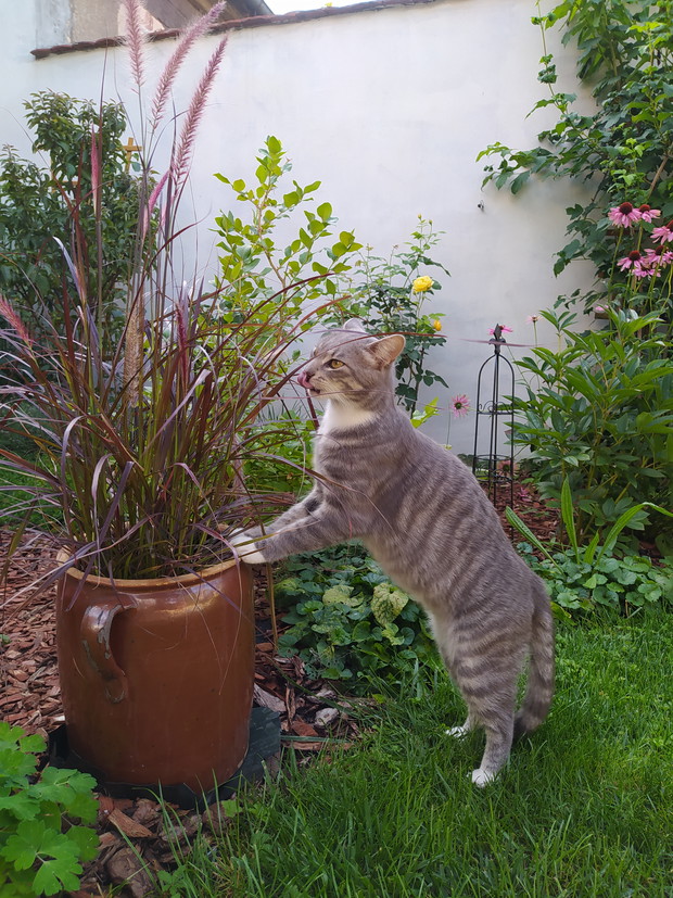 Nasz ulubieniec także lubi spędzać czas w ogrodzie