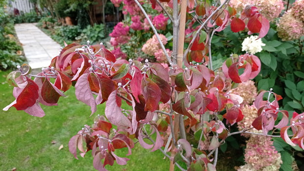 Piękne liście derenia cousa