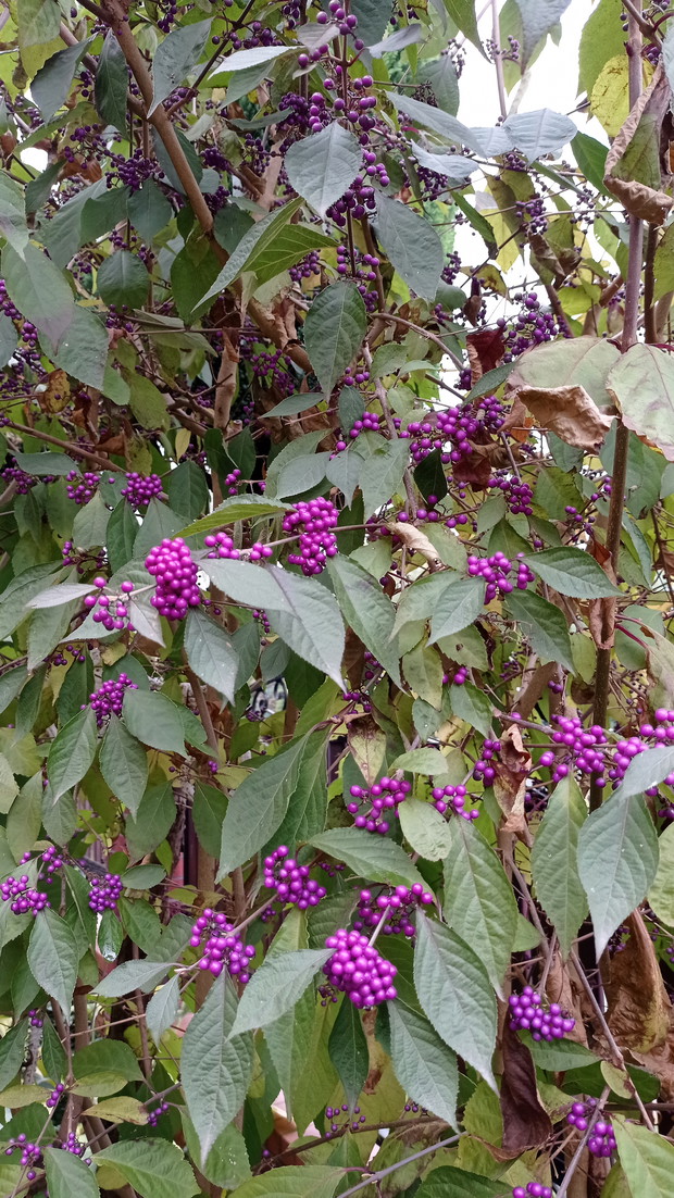 Pieknotka w całej okazałości