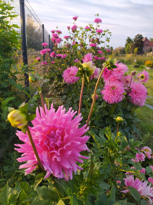 Pierwszy rok dalii w ogrodzie