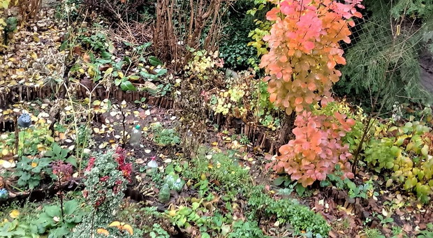 Płomienny perukowiec.