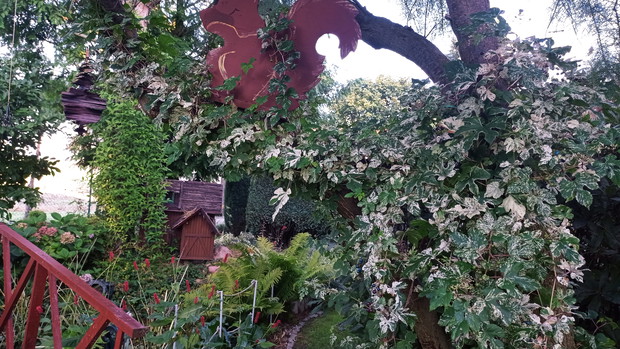 Pnącze ukazuje swój urok