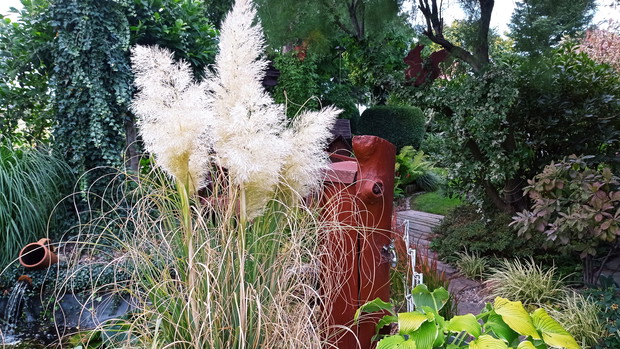 Trawa pampasowa daje mi radosc