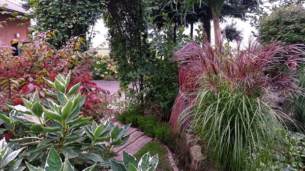 Trawy grają swoje skrzypce