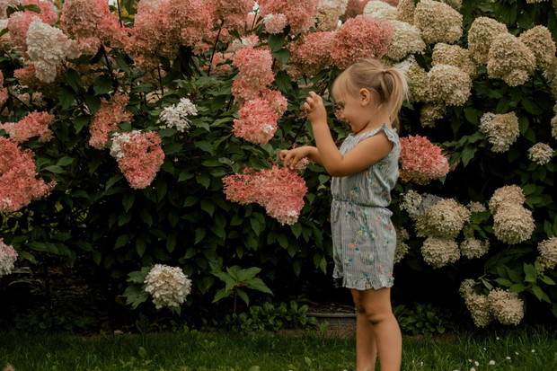 Uwielbiane hortensje