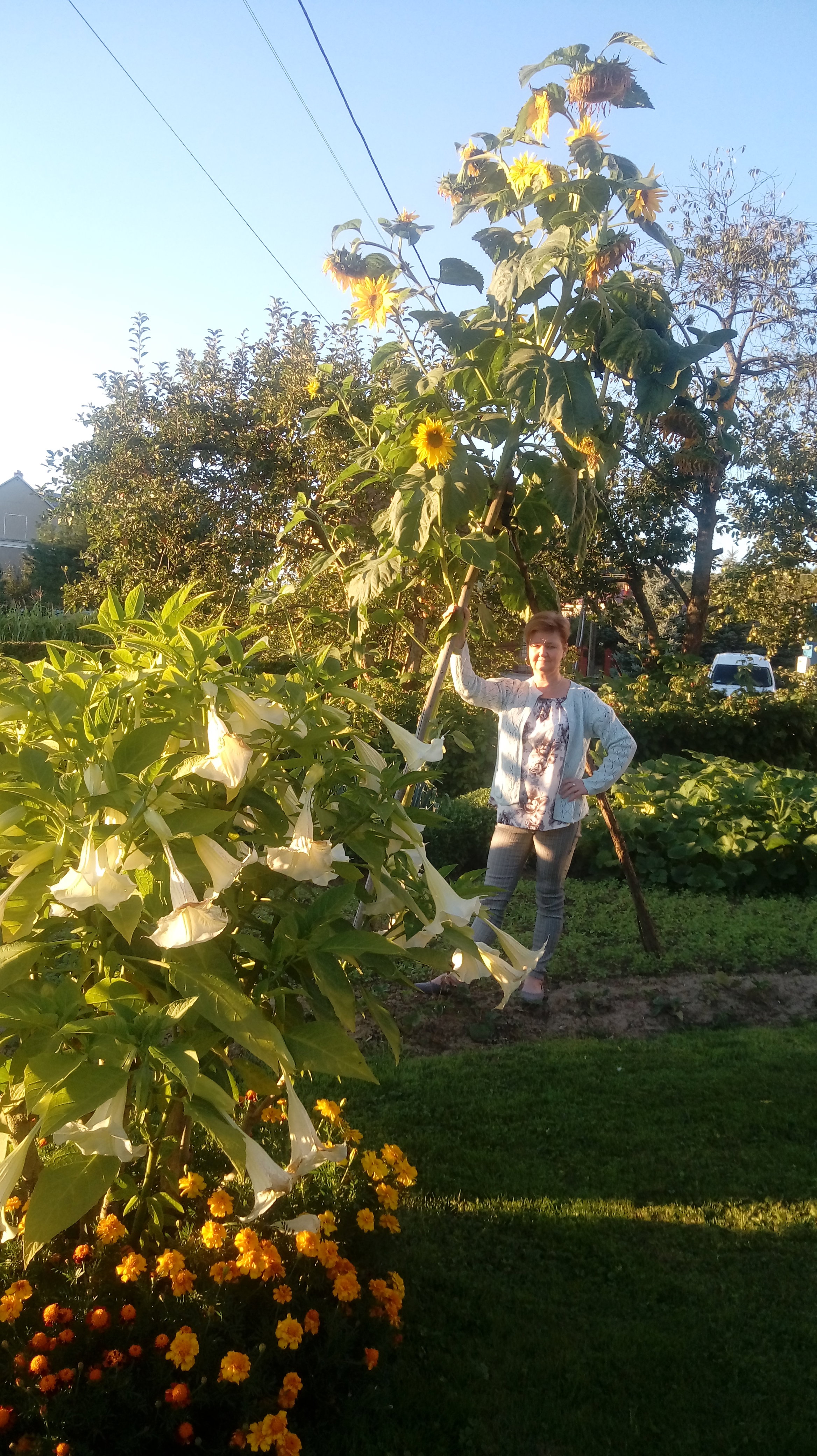 W tym roku słonecznik "przerósł moje oczekiwania".