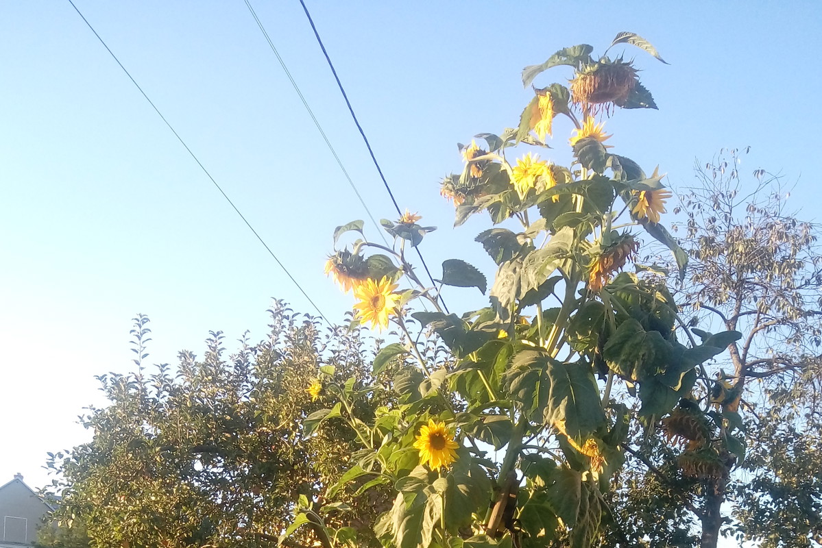 W tym roku słonecznik "przerósł moje oczekiwania".