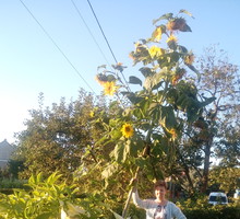 W tym roku słonecznik "przerósł moje oczekiwania".