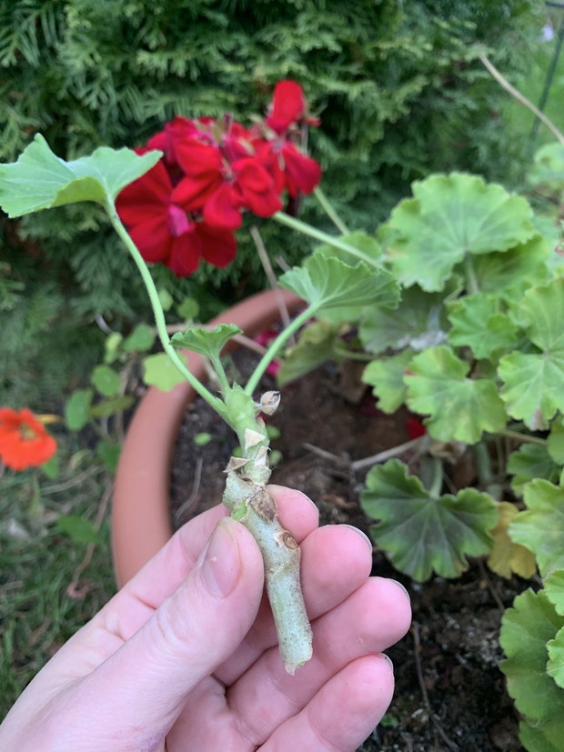 Czas na pelargoniowe sadzonki