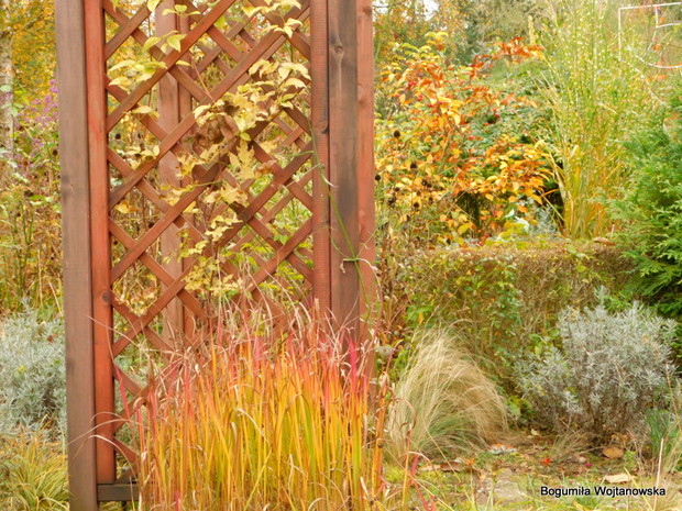 Imperata cylndryczna Red Baron o cudownym wybarwieniu