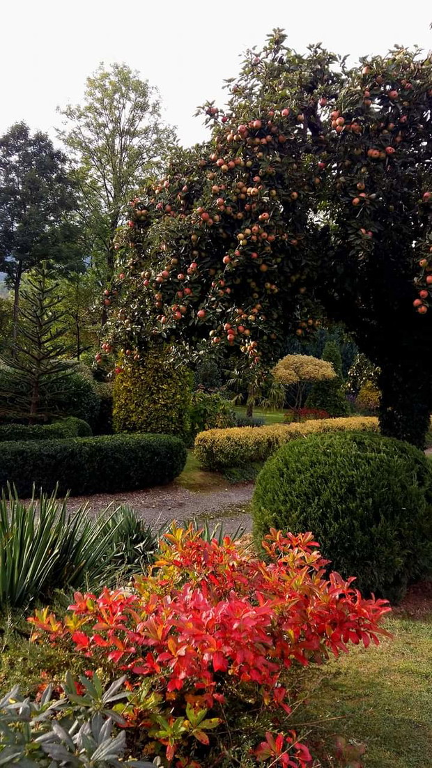 Jabłoń oraz azalia