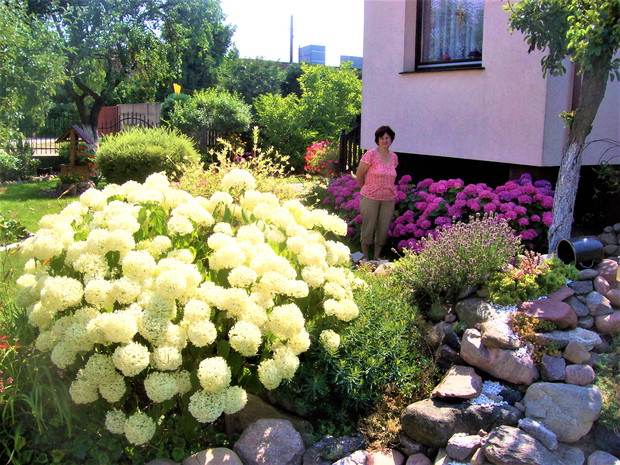 Hortensja drzewiasta i ogrodowa