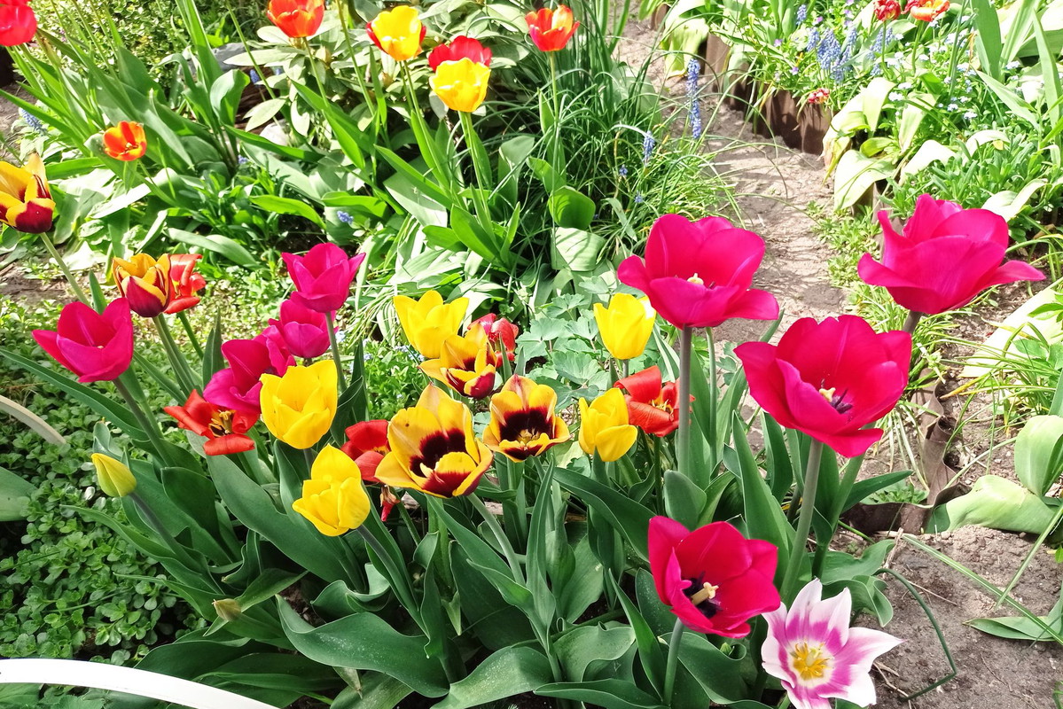 Kolorowe tulipany