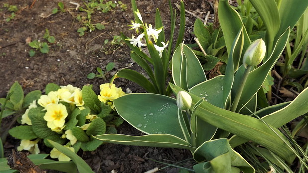 Pierwiosnki i tulipany