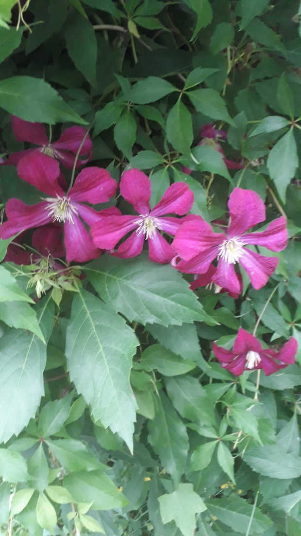 Clematis