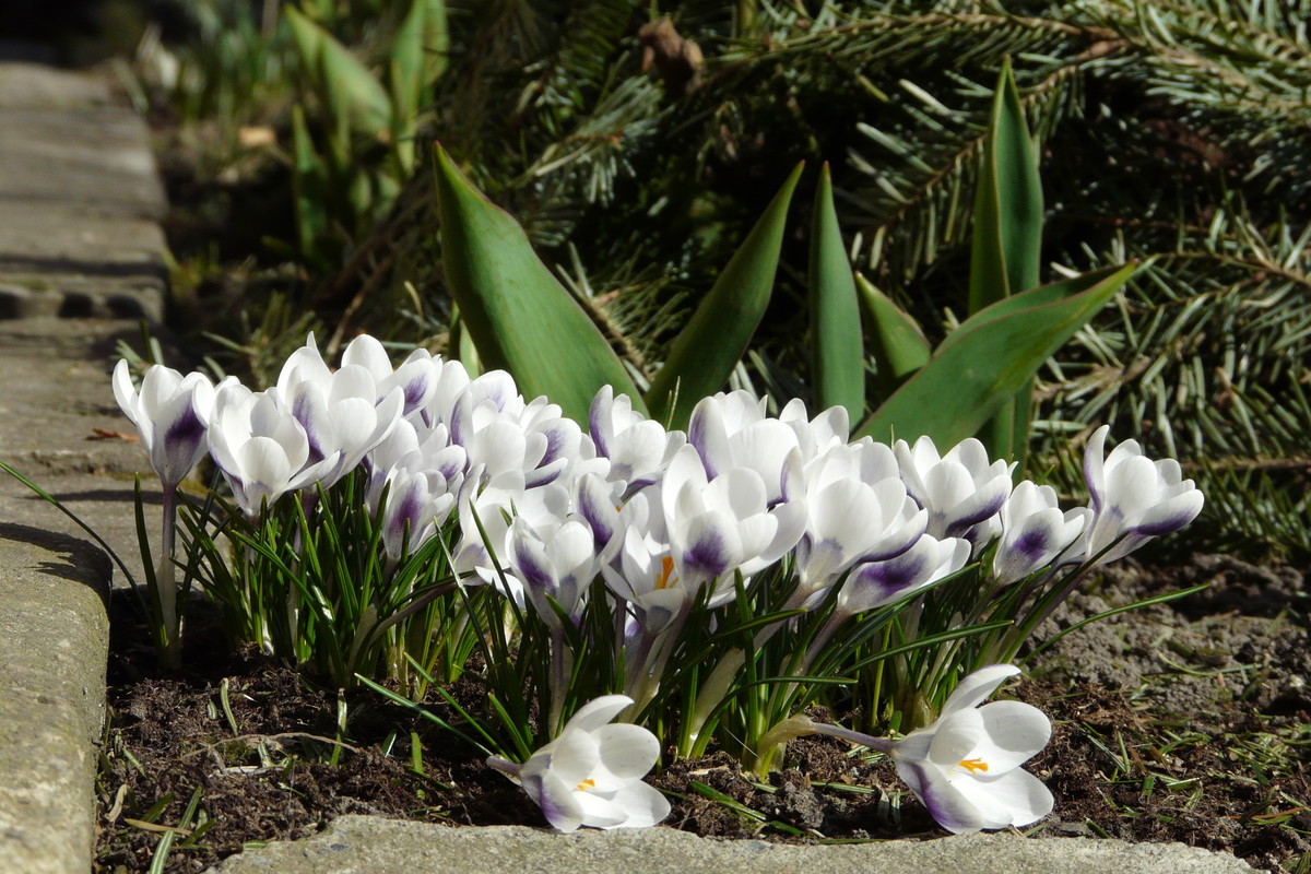 Krokus "Prince Claus".