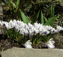 Krokus "Prince Claus".