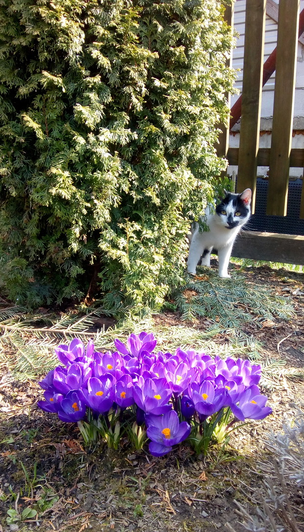 Krokusy w rozkwicie.