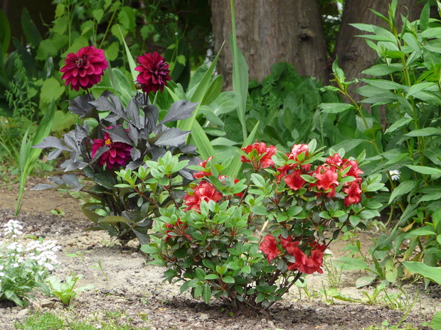 Kwiaty w odcieniach czerwieni.