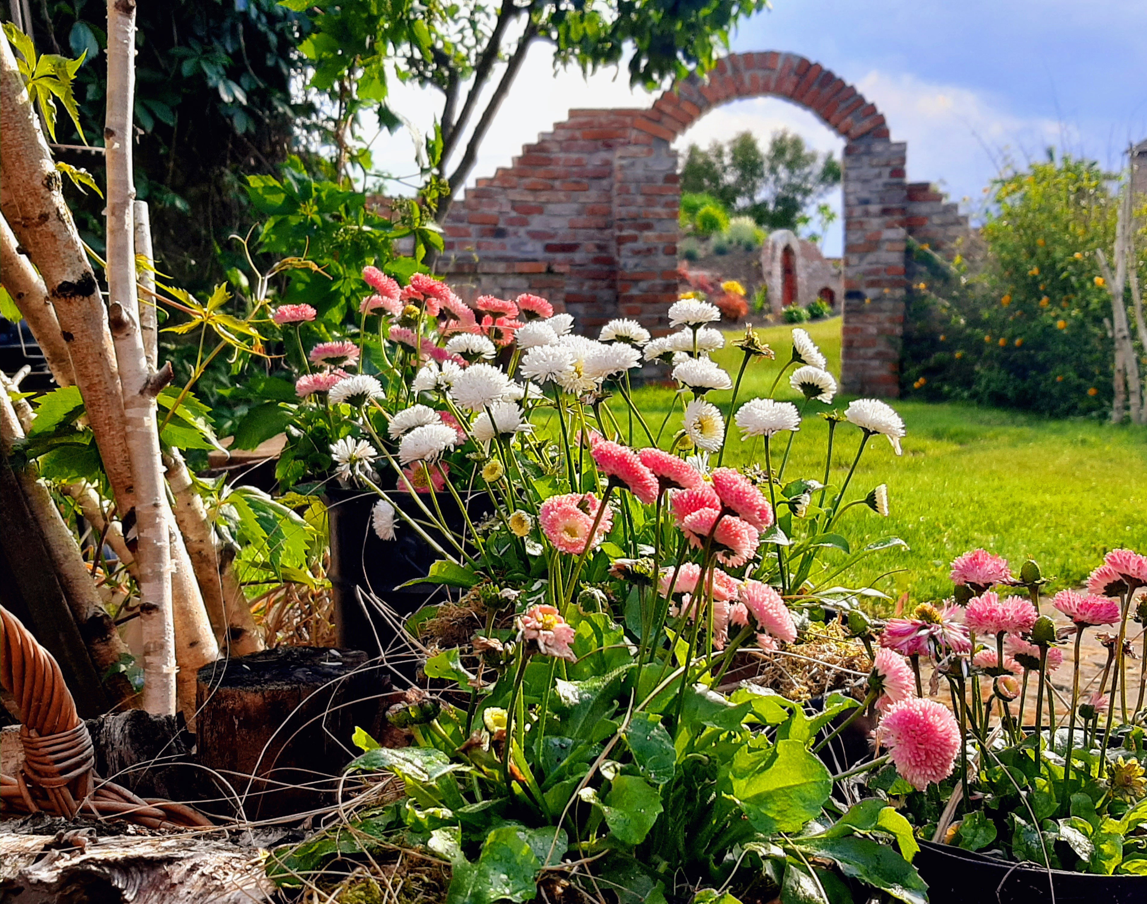 Stokrotki moje ulubione.