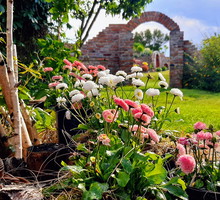 Stokrotki moje ulubione.