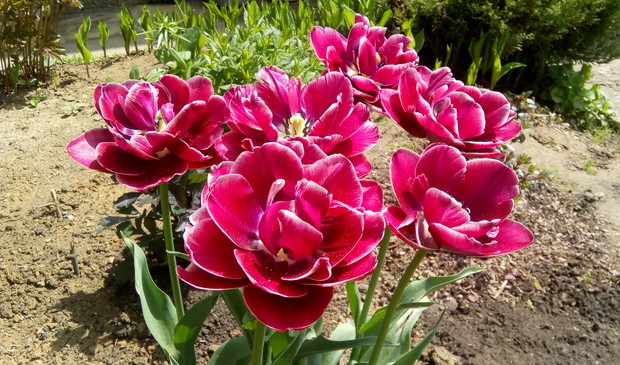 Tulipan "Dream Touch".