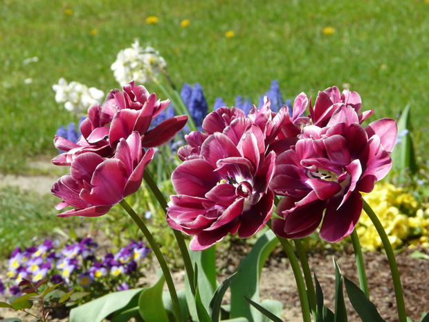 Tulipan pełny "Dream Touch".