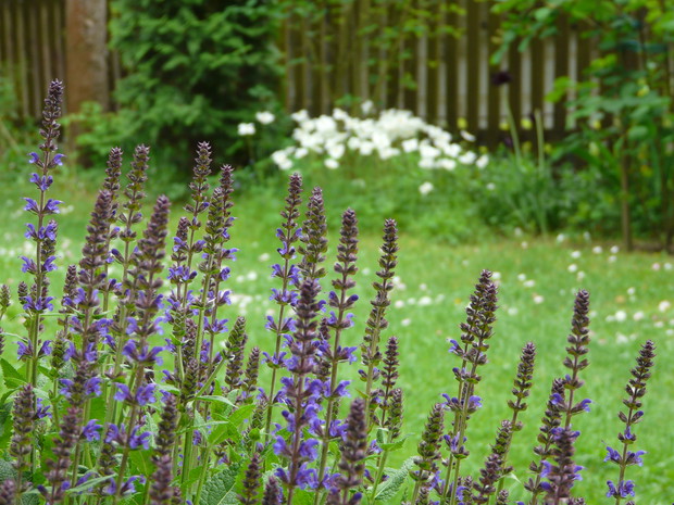 Wiosna - czas szałwii i zawilców.