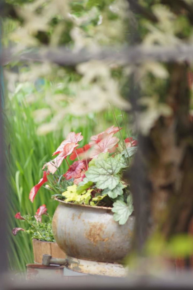 Żurawki, centryfuga