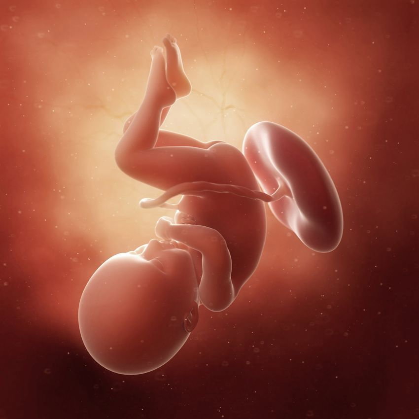 Płód w 36 tygodniu ciąży - kalendarz ciąży tydzień po tygodniu