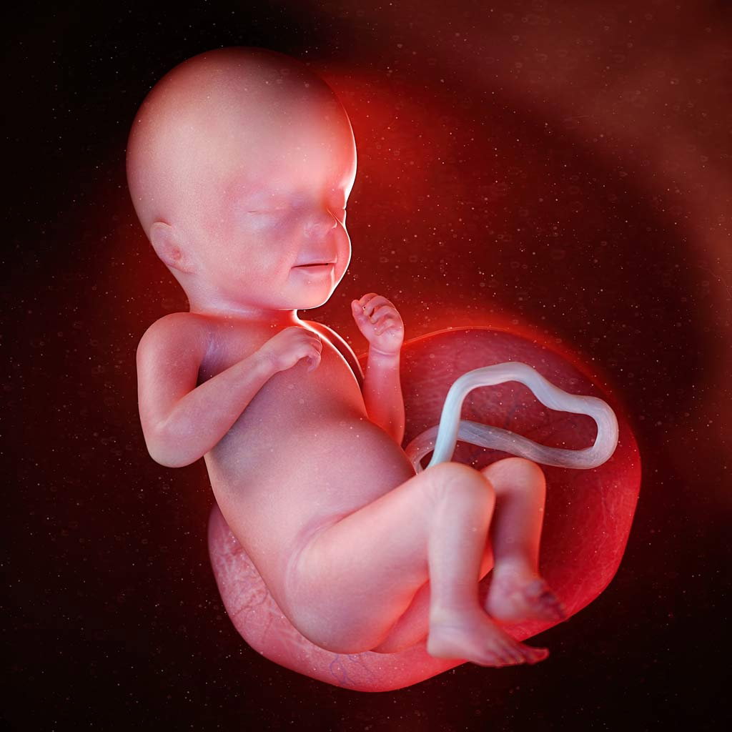 26 tydzień ciąży płód