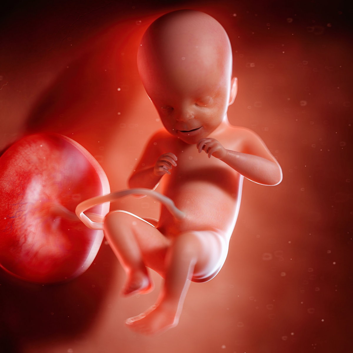 21 tydzień ciąży płód