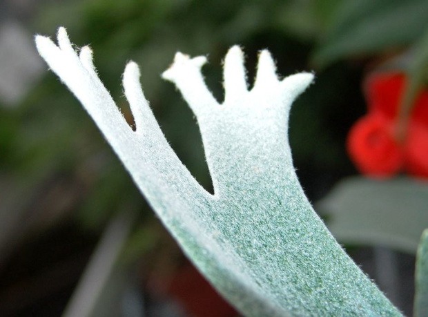 imgBMOPdt-44f4716