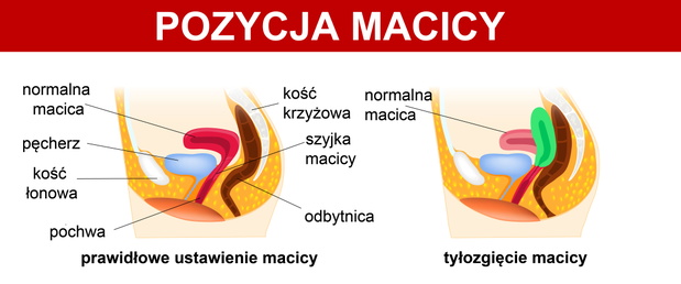 Positions of uterus