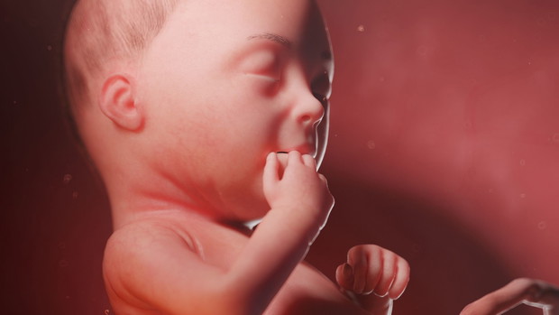 3d rendered illustration of a human fetus - week 28