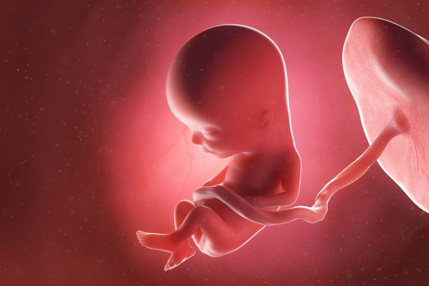 3d rendered medically accurate illustration of a fetus at week 1