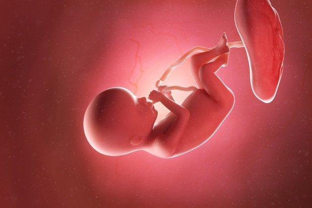 3d rendered medically accurate illustration of a fetus at week 2
