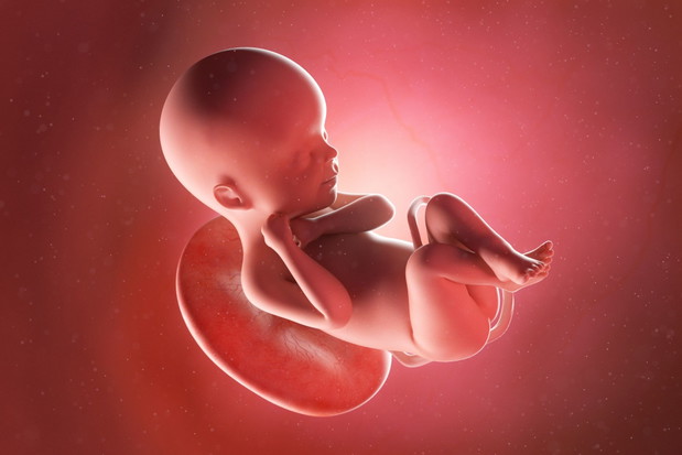 3d rendered medically accurate illustration of a fetus at week 2