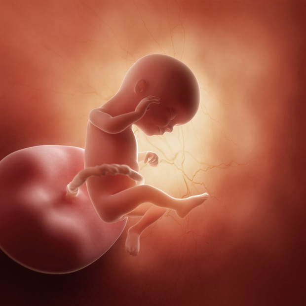3d rendered medically accurate illustration of a fetus in week 1