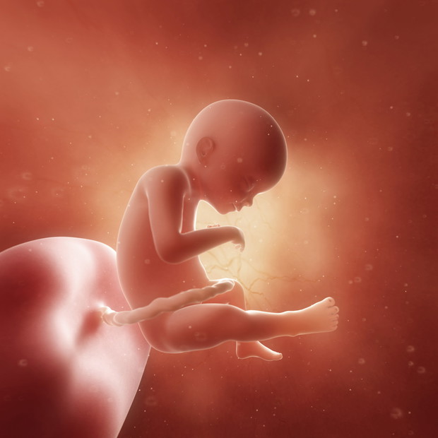 3d rendered medically accurate illustration of a fetus in week 2