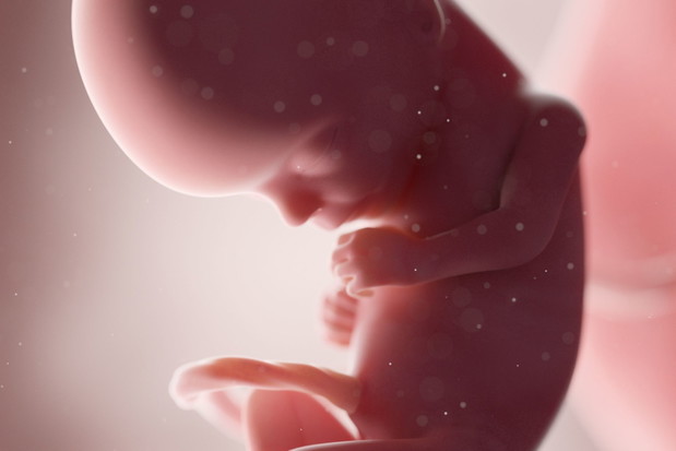 3d rendered medically accurate illustration of a human fetus - w