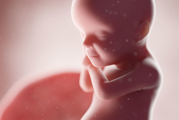 3d rendered medically accurate illustration of a human fetus - w