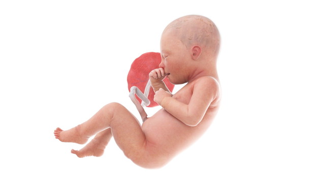 3d rendered medically accurate illustration of a human fetus - w