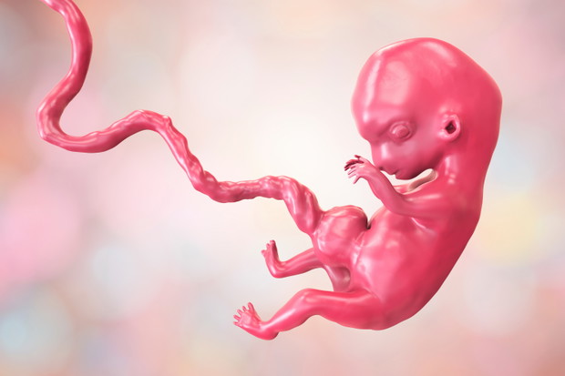 8-weeks human embryo