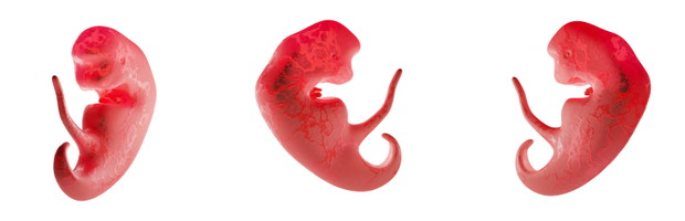 Embryo at 3 weeks, isolated on a white background. Human embryo