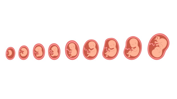Fetal growth. Development of the fetus in the mother's womb unti