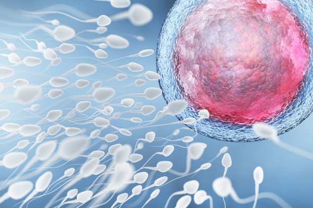Illustration of sperm and egg cell